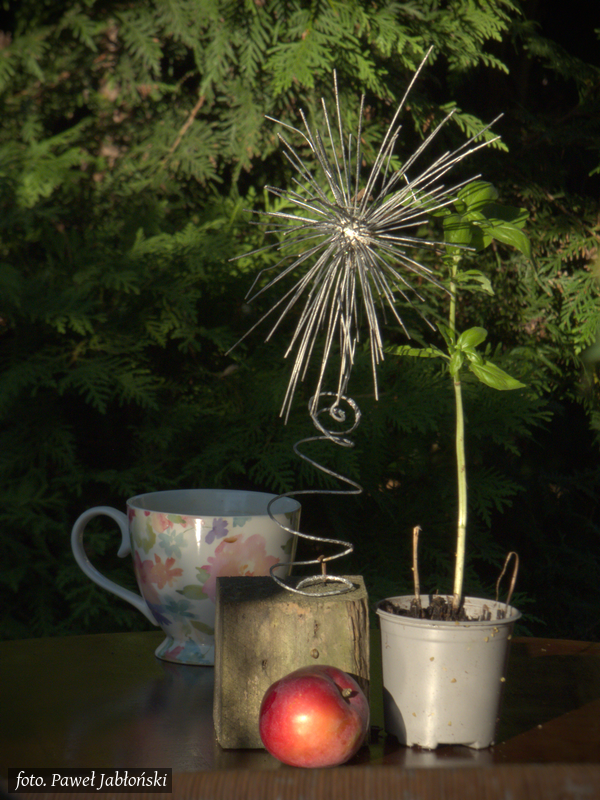 Kompozycja w ogródku gospodarzy