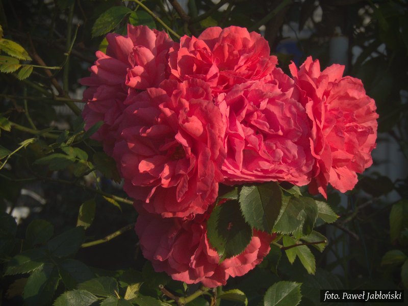 Róże w ogrodzie