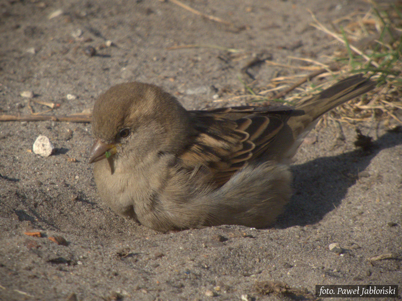 Na podwórku bytuje gromada wróbli