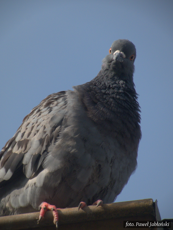 Gołąb na miejscu kwaterunku