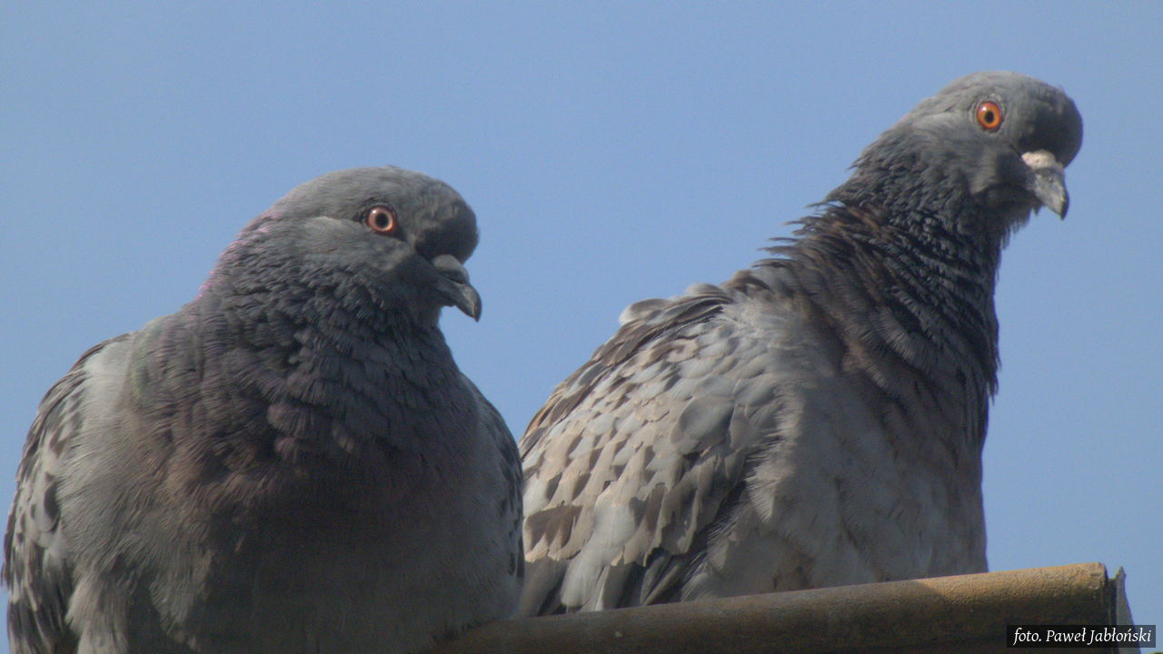 Gołębie na miejscu kwaterunku