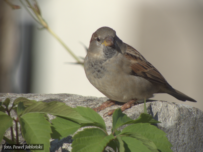 Wróbel na ogrodzeniu