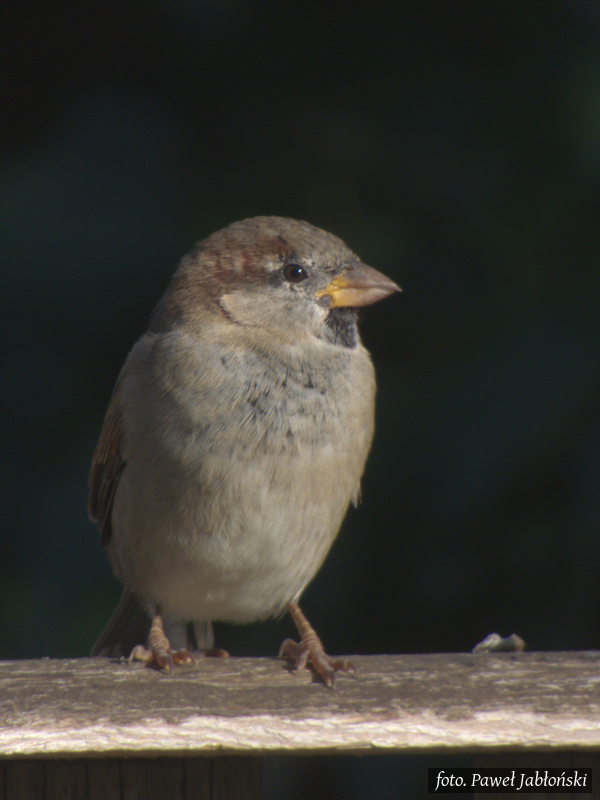 Wróbel na bramie